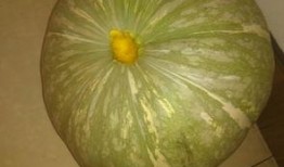 阿亮孔雀吃的瓜是什么瓜,揭秘它钟爱的瓜类之谜