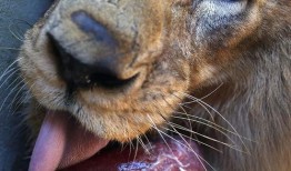 瓜哥带你吃瓜呆萌的动物,瓜哥带你领略呆萌动物世界