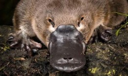 袋鼠打架吃瓜,围观者们的“吃瓜”盛宴