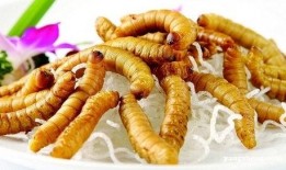 虫子吃瓜QQ群,揭秘昆虫与瓜果的奇妙互动