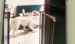 拉布拉吃瓜,拉布拉多犬的瓜田奇遇记