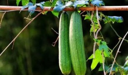 四叶瓜怎么吃,探索美味与营养的完美结合