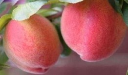 吃瓜拿桃子,夏日消暑美食攻略