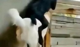 小狗吃瓜群众视频,小狗吃瓜群众萌态百出