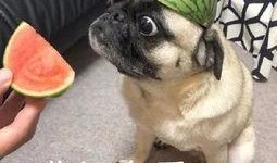 队友吃瓜,揭秘娱乐圈幕后真相