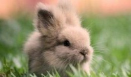 兔子吃瓜日记,趣味盎然的田园生活记录