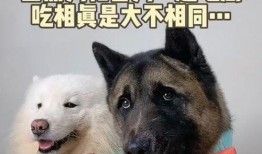 萌宠吃瓜君,揭秘宠物界的趣味生活