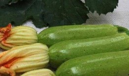 直播吃西葫芦吃瓜,西葫芦美食大赏，吃瓜群众齐分享