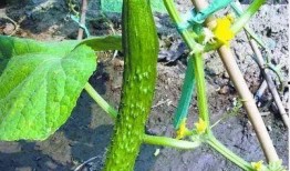 那些年吃的瓜有谁,娱乐圈往事回顾