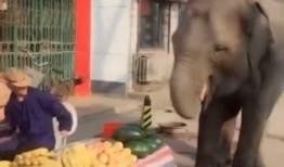 大象吃瓜图片,夏日清凉一幕