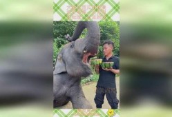 大象吃瓜图片,夏日清凉一幕