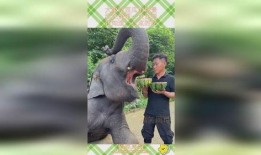 大象吃瓜图片,夏日清凉一幕