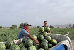 任县吃瓜事件是什么,一场引发社会热议的网络风波