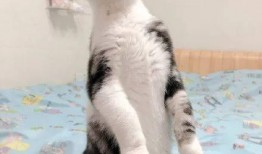 带你吃大瓜猫画,带你领略“带你吃大瓜猫画”的独特魅力