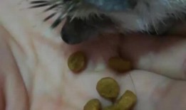 萌宠吃瓜君,揭秘宠物界的趣味生活