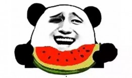 拉布拉吃瓜,拉布拉多犬的瓜田奇遇记