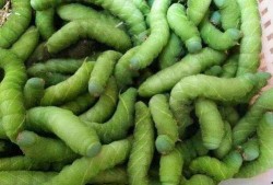 虫子吃瓜QQ群,揭秘昆虫与瓜果的奇妙互动