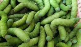 虫子吃瓜QQ群,揭秘昆虫与瓜果的奇妙互动