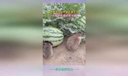 被子里面吃瓜,被子里偷吃瓜的甜蜜诱惑