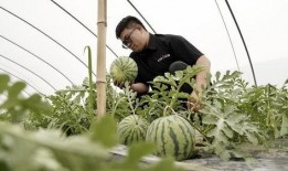 吃瓜人瓜落头上,揭秘吃瓜群众的狂欢与反思