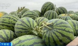 吃瓜来了来宾,揭秘来宾的美食盛宴与风土人情