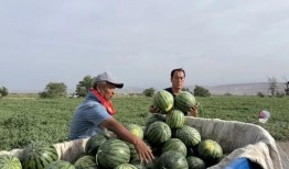 长沙师范吃瓜,一场“吃瓜”事件背后的校园生活