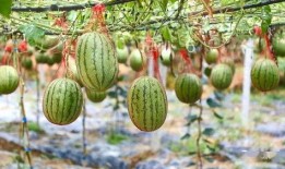 塘栖村吃瓜,感受乡村田园生活