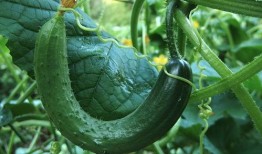 瓜哥吃瓜收集翅膀,揭秘瓜界奇闻异事