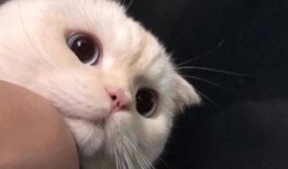 宅猫猫吃瓜头像可爱,宅猫猫吃瓜头像，可爱指数爆表！