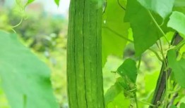 服肾宝可以吃瓜吗,瓜果摄入指南