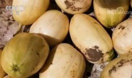 好用的吃瓜音乐,轻松愉悦的听觉盛宴