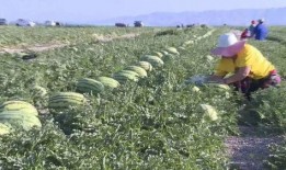 会宁县吃瓜事件,一场网络热议背后的真相与反思