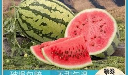 吃瓜直播间开心吃瓜,跟随“开心吃瓜”直播间，畅享欢乐瓜界盛宴