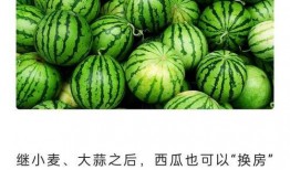 南京的吃瓜,一瓜一世界，尽享人间烟火气