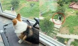 小狗吃瓜群众视频,小狗吃瓜群众萌态百出