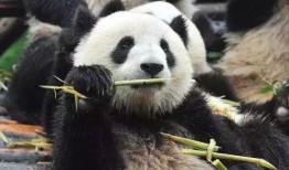 聚众吃瓜熊猫,揭秘熊猫界的“网红”现象