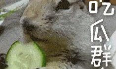 瓜哥带你吃瓜呆萌的动物,瓜哥带你领略呆萌动物世界