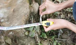 吃瓜大树深度分析,揭秘娱乐圈幕后真相与热点事件