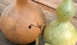 吃葫芦瓜是否致癌,美味还是致癌隐患？揭秘葫芦瓜与癌症的关系