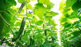 吃瓜大树深度分析,揭秘娱乐圈幕后真相与热点事件