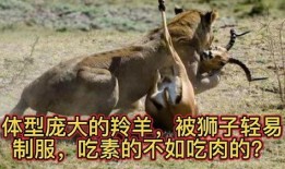 吃素的狮子吃瓜,狮子素食主义者的瓜果生活揭秘