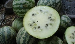 绿宝瓜为何不建议吃,为何专家不建议食用揭秘