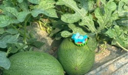 最新上海吃瓜,盘点那些让人津津乐道的街头美食故事