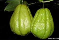 佛手瓜吃发,探寻绿色健康的餐桌佳肴