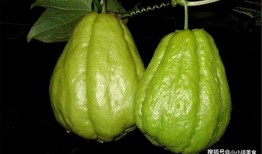 佛手瓜吃发,探寻绿色健康的餐桌佳肴