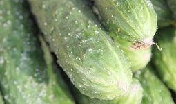 吃蔬瓜拉肚子,揭秘蔬瓜拉肚子的原因与应对策略”