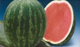 扶沟县吃瓜,探寻当地特色美食之旅