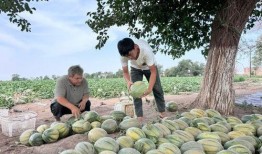 辉县吃瓜录屏,揭秘当地特色美食背后的故事