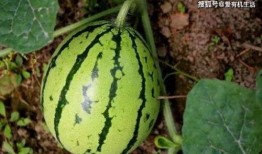 梦见在地里吃瓜,揭秘在地里吃瓜的神秘寓意