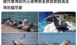 羊小羊是个路瓜吃 微博,羊小羊的“路瓜吃”奇遇记